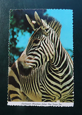 VTG Postcard Hartman's Mountain Zebra Portrait San Diego Zoo California picture
