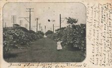 Postcard Oleander in Bloom on Broadway Esponade Galveston Texas TX 1905 UDB picture