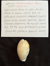 Extinct Fossilized COWRIE ( Calusacypraea Briani ) From Central Florida  picture