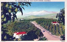 VINTAGE POSTCARD AVOCADO GROVE MOUNT HELIX CALAVO GARDENS CALIFORNIA c. 1930 picture