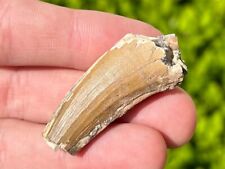 BIG Suchomimus Dinosaur Tooth 1.6” Fossil from Niger Spinosaurus Relative Dino picture