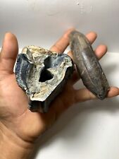 2 pcs. Large Aceratherium Primitive Fossil Tooth and Incisor tooth / very rare picture