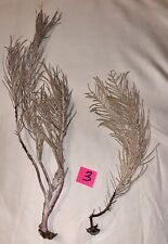 2 x Natural Sea Feathers - Purple/ Grey - Soft Coral- Ethically Collected In FL picture