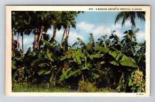 FL-Florida, A Banana Grove in Tropical Florida, Vintage Postcard picture