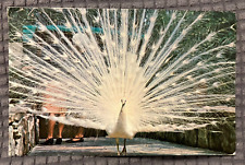 Vintage Postcard - White Peacock Sunken Gardens St. Petersburg, Florida - POSTED picture