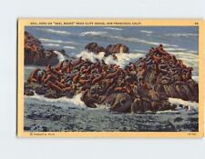 Postcard Seal Herd 