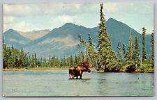 Great Bull Moose North Country Mountains Lake Pines Postcard UNP VTG Unused picture