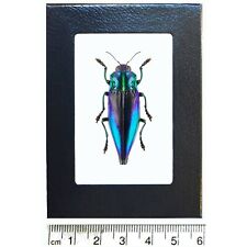Cyphogastra calepyga blue violet buprestid beetle Indonesia framed picture
