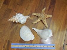 Lot 4 natural and decor seashells, Conch is unused candle by 
