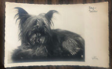 Antique 1932 Dog Postcard SKYE TERRIER Real Photo RPPC  - P.A.G. Wien picture
