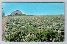 Aroostook County ME-Maine, Potato Field in Bloom, c1965 Vintage Postcard picture