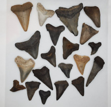 Mixed lot of 20 various shark teeth Authentic             Lot #2   S1 picture