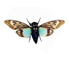 Tosena splendida ONE REAL BLUE CICADA SPREAD MOUNTED PAPERED PACKAGED picture