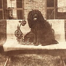 Antique Cabinet Card Photograph Happy Beloved Black Puli Dog Sitting On Bench picture