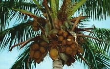 Postcard FL Cocoanut Tree Loaded with Fruit Tropical Florida Vintage PC J3852 picture