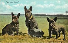 c1910 Postcard; Terrier Dogs Chained up Look Very Alert, 