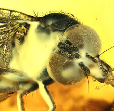 AMAZING Detail Rhagionidae (Snipe Fly), Fossil Inclusion in Baltic Amber picture