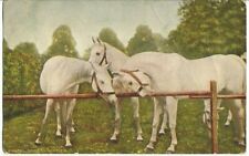 Vtg Animal Series - Horses Addressed c/o Claires Drug Store Hagerstown MD 1909 picture