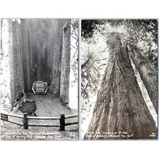 x2 LOT c1950s Klamath, CA Mystery Park RPPC Cathedral Trinity Redwood Hwy A165 picture