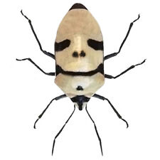 Eucorysses grandis mask skull face shield bug Indonesia picture