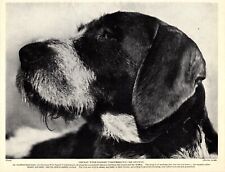 1930s Antique GERMAN WIREHAIRED Pointer Pointing Griffon Dog Print 5425b picture