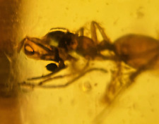 A101 BU410 Worker Ant, polydesmid milliped mite Burmese Amber Burmite 99mya picture