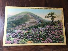 Purple Rhododendron in Bloom near Blue Ridge Parkway Postcard Asheville NC picture