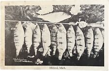 Fishing Haul, Milford, Michigan, vintage postcard picture