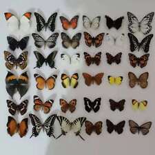 20pcs (Butterfly species with no duplicates) ​natural Real Butterflies Specimen picture