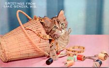c1950's, Little Miss Mischief, cute kitten, Vintage Chrome, cat, sweet card picture
