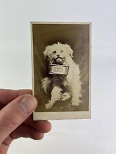 ANTIQUE 19th CENTURY CDV DOG PHOTOGRAPH~'SCRAPS RECEIVED'~'HIDDEN MOTHER'? picture