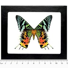 Urania ripheus verso REAL FRAMED MOTH BUTTERFLY MADAGASCAR SUNSET MOTH picture
