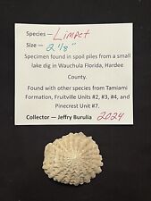RARE Fossilized LIMPET Shell From Central Florida & BONUS Shell. picture