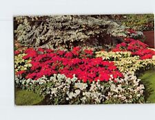 Postcard White & Red Poinsettias Mitchell Park Milwaukee Wisconsin USA picture