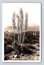 Postcard CA California Yuccas RPPC Frashers Real Photo c1940s A46 picture