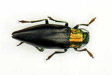 Cyphogastra nigripennis (Buprestidae) picture