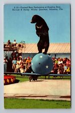 Sarasota FL-Florida, Bear Performing Ringling Bros Winter Home, Vintage Postcard picture