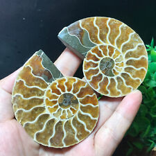 TOP 93g 1pair of Split Ammonite Fossil Specimen Shell Healing Madagascar 27 picture