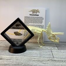 Triceratops Extinct Dinosaur Bone Fossil in Display Case w Skeleton Toy picture