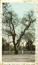 Washington Elm Tree Cambridge Massachusetts MA UDB mailed 1906 picture