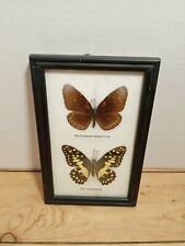 Vintage The Common Indian Crow &Lime Real Butterfly Insect Taxidermy Collectible picture