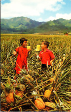 Field Ripe Pineapples Del Monte Hawaii HI Vintage Postcard picture