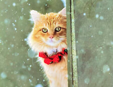 *ONE* Orange Cat In Snow Christmas Holiday Card Fluffy Red Bow Gorgeous Photo 1 picture