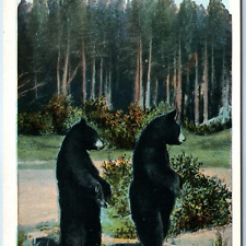 c1910s Yellowstone Park, Wyo. Twin Cub Black Bears J.E. Haynes Photo #10142 A226 picture