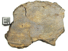 NWA 7976 Enstatite EH6 Chondrite Meteorite - G198-0080 - 50.76g - COA - FULSlice picture