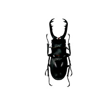 Longjaw Beetle (Prosopocoilus astacoides cinnamomeus), M, Entomology Specimen picture