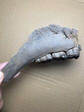 214g beautiful Ice Age mammal tooth specimen Pleistocene picture