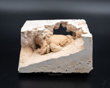 Fossil Crab Preserved in Travertine  1752 picture