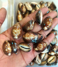 11 pc Natural Sea Shell Black Cowrie Shell, Small Bulk Shells-18 to 24 mm Approx picture