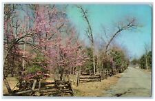 1967 Cedars Lebanon State Park Popular Forest Lebanon Tennessee Vintage Postcard picture